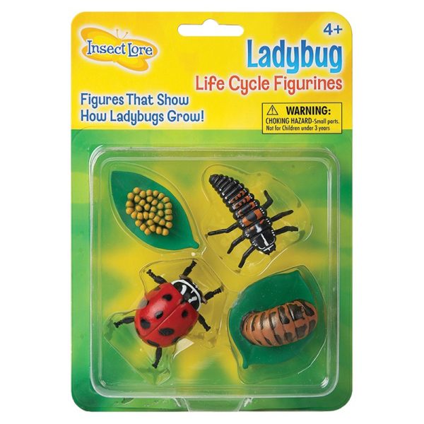 Ladybug Life Cycle Stages