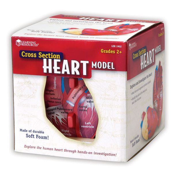 Soft Foam Cross-Section Human Heart Model