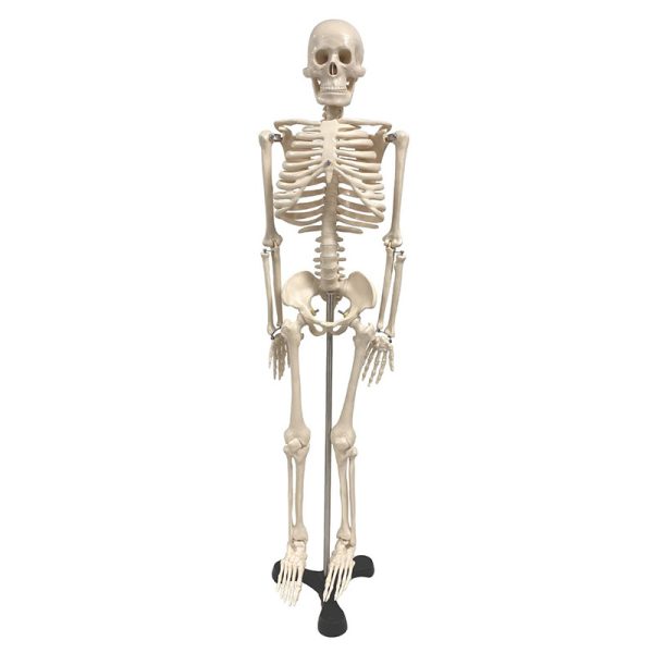 Human Skeleton Model with Key, 34"